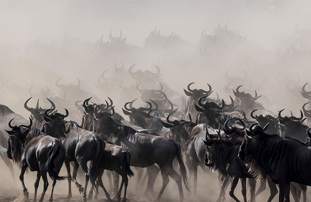 The Great Wildebeest Migration: A Journey through Kenya and Tanzania